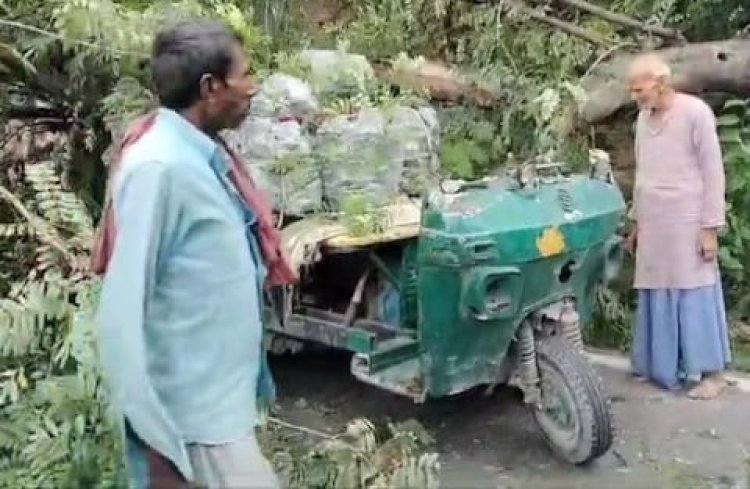 चलते ऑटो पर गिरा विशाल पेड़, गाड़ी के उड़े परखच्चे...लोगों की निकली चीख, बोले-OMG