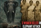 ओडिशा: ढेंकानाल में जंगली हाथी का कहर, चारा लेने गई तीन महिलाओं को उतारा मौत के घाट