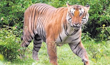 गुजरात में सावज की सुरक्षा पर संकट: अमरेली और गिर सोमनाथ में दो शेरों की मौत, बढ़ा वन विभाग का तनाव