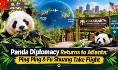 Panda Diplomacy Takes Flight: China's Ping Ping and Fu Shuang En Route to Zoo Atlanta